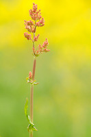 Geoorde Zuring; Narrow-leaved sorrel; Rumex thyrsiflorus