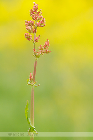 Geoorde Zuring; Narrow-leaved sorrel; Rumex thyrsiflorus