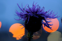 Grote Centaurie; Greater Knapweed; Centaurea scabiosa