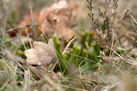 Grote Wolfsklauw; StagÕs-Horn clubmoss; Lycopodium clavatum