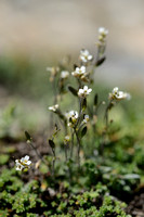 Draba dubia