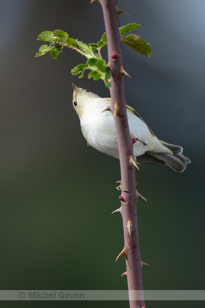 Bergfluiter; Bonelli's Warbler; Phuylloscopus bonelli