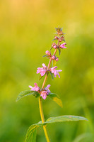 Moerasandoorn - Marsh Woundwort - Stachys palustris