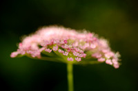 Grote Bevernel; Pimpinella major; Greater burnet-saxifrage