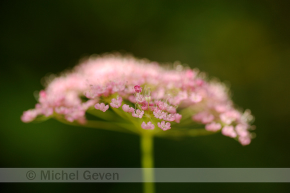 Grote Bevernel; Pimpinella major; Greater burnet-saxifrage