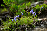 Rotsereprijs; Rock Speedwell; Veronica fruticans