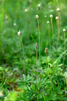 Grote anemoon - Snowdrop Windflower - Anemone sylvestris