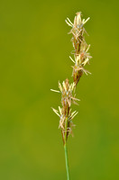 Hazenzegge; Oval sedge; Carex ovalis