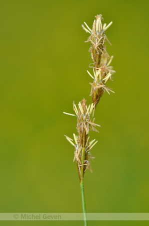 Hazenzegge; Oval sedge; Carex ovalis