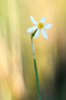 Bunch-flowered Daffodil; Narcissus tazetta