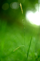 Gladde zegge; Smooth-stalked Sedge; Carex laevigata