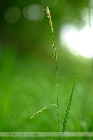 Gladde zegge; Smooth-stalked Sedge; Carex laevigata