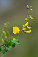 Bladsteelloze brem - Sessile-leaved Broom - Cytisophullum sessilif