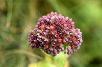 Liefdesvetkruid; Love-restoring stonecrop; Sedum anacampseros