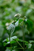 Creeping croftonweed; Ageratina riparia