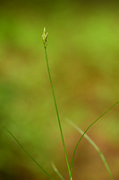 Trilgraszegge; Quaking Grass-sedge; Carex brizoides