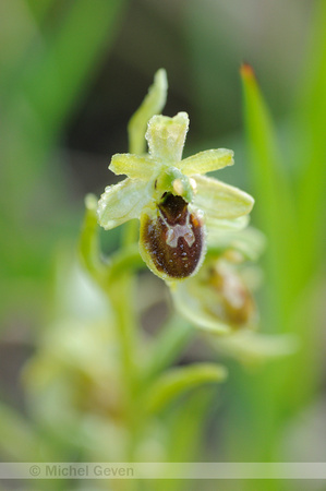 Spinnenorchis; Early Spider-orchid; Ophrys sphegodes