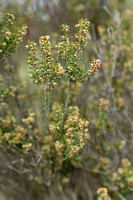 Bezemdophei; Green Heather; Erica scoparia