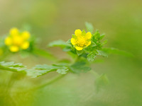 Liggende Ganzerik;Spreading Cinquefoil;Potentilla supina