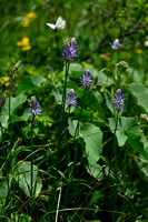 Phyteuma betonicifolium