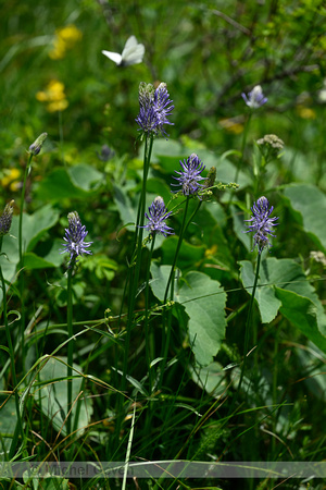 Phyteuma betonicifolium