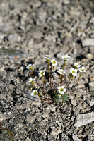 Saxifraga valdensis