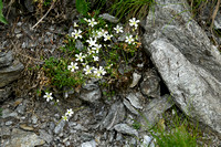 Cerastium lineare