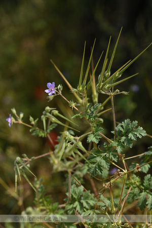 UIversbek; Common stork's bill; Erodium ciconium