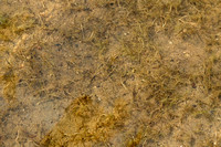 Zittende zannichellia - Horned Pondweed - Zanichellia palustris