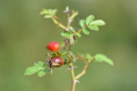 Schijnkraagroos - Rosa inodora