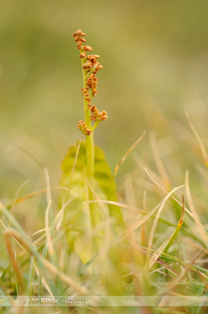 Gelobde Maanvaren; Common Moonwort; Botrychium lunaria