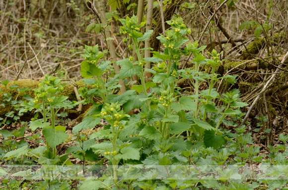Voorjaarshelmkruid; Yellow Figwort; Scrophularia vernalis