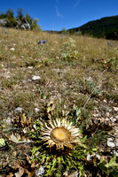 Zilverdistel; Carlina acanthifolia