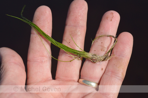 Kleine biesvaren; Spiny-spored Quillwort; Isoëtes echinospora