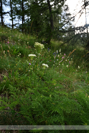 Laserpitium halleri