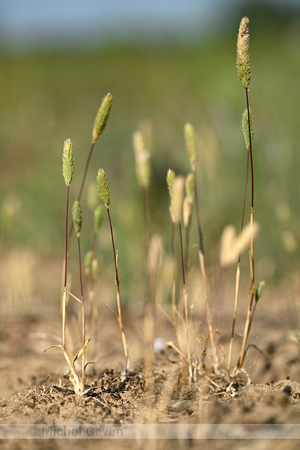 Zanddoddegras; Sand Cat's-tail; Phleum arenarium