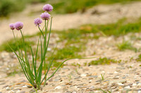 Bieslook - Chives - Allium schoenoprasum