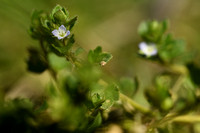 Klimopereprijs; Ivy-leaved Speedwell; Veronica hederifolia