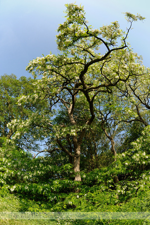 Robinia; Robinia pseudoacacia; Locust tree