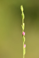 Schenkia spicata