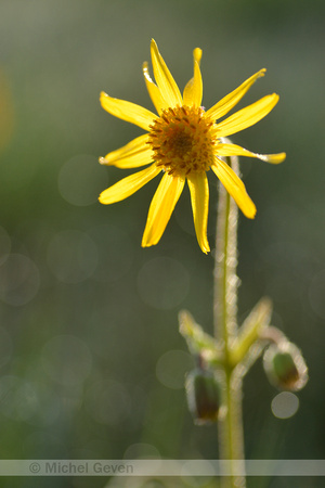 Valkruid; Arnica; Arnica montana