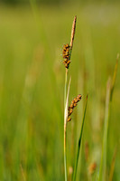 Blauwe Zegge;Carnation sedge; Carex panicea