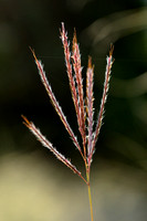 Botriochloa - Bothriochloa ischaemum