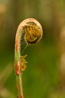 Koningsvaren; Royal Fern; Osmunda regalis