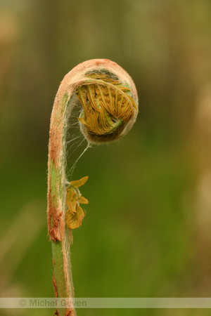 Koningsvaren; Royal Fern; Osmunda regalis