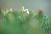 Berggamander; Mountain Germander; Teucrium montanum;