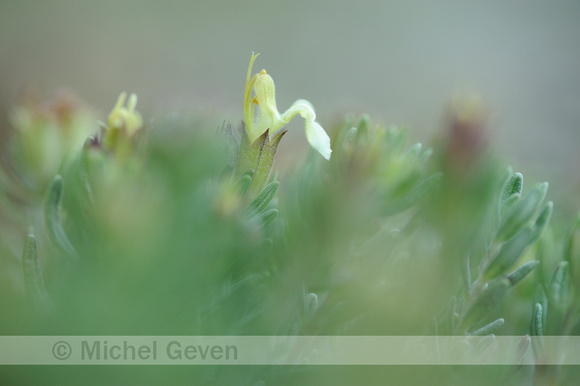 Berggamander; Mountain Germander; Teucrium montanum;