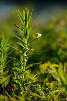 Genadekruid; Hedge Hyssop; Hedgehyssop; Gratiola officinalis