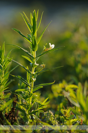 Genadekruid; Hedge Hyssop; Hedgehyssop; Gratiola officinalis