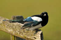 Ekster; Magpie; Pica pica;